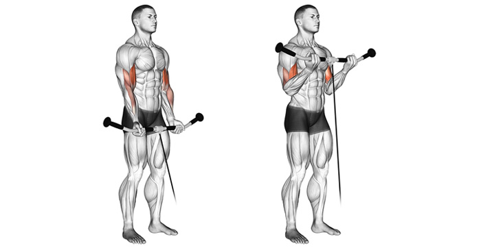 Standing Cable Curls For Better Biceps