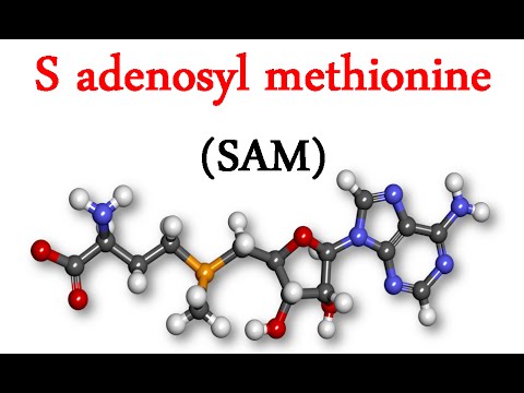 S adenosyl methionine (SAM) - YouTube